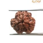 3 Mukhi Rudraksha Nepal ( 19.00 Mm )