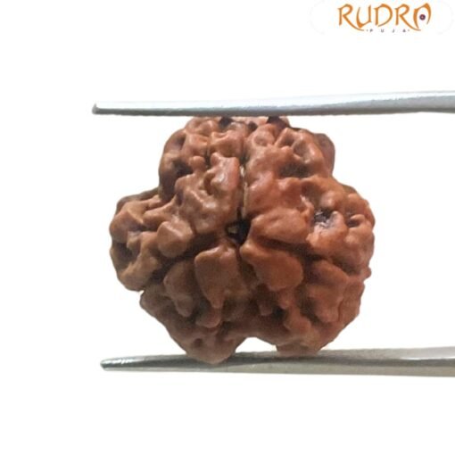 3 Mukhi Rudraksha Nepal ( 19.00 Mm )