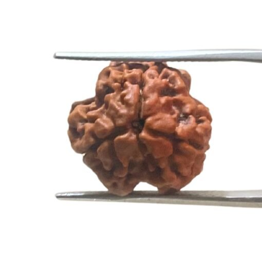 3 Mukhi Rudraksha Nepal ( 19.00 Mm )