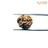 3 Mukhi Rudraksha Nepal ( 19.13 Mm ) 11 3-Mukhi-Rudraksha-Nepal-19.13-Mm-Bp-C.jpg