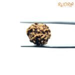 3-Mukhi-Rudraksha-Nepal-19.13-Mm-Bp-C.jpg