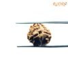 3 Mukhi Rudraksha Nepal ( 19.13 Mm ) 10 3-Mukhi-Rudraksha-Nepal-19.13-Mm-Fp-C.jpg