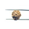 3-Mukhi-Rudraksha-Nepal-19.13-Mm-Mp-C.jpg