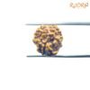 3 Mukhi Rudraksha Nepal ( 19.13 Mm ) 12 3-Mukhi-Rudraksha-Nepal-19.13-Mm-Rp-C.jpg