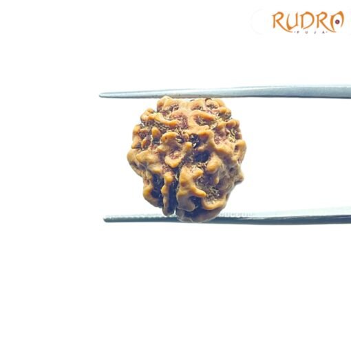 3-Mukhi-Rudraksha-Nepal-19.13-Mm-Rp-C.jpg