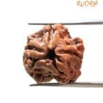 3 Mukhi Rudraksha Nepal ( 19.25 Mm )