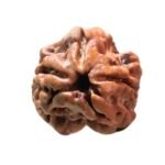 3 Mukhi Rudraksha Nepal ( 19.25 Mm )