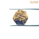 3-Mukhi-Rudraksha-Nepal-19.80-Mm-Bp-C-2.Jpg