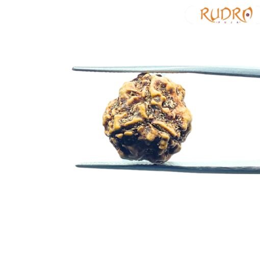 3-Mukhi-Rudraksha-Nepal-19.80-Mm-Bp-C.jpg