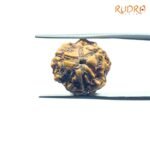 3-Mukhi-Rudraksha-Nepal-19.80-Mm-Fp-C.jpg