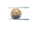 3-Mukhi-Rudraksha-Nepal-19.80-Mm-Mp-C.jpg