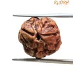3 Mukhi Rudraksha Nepal ( 19.85 Mm )