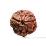 3 Mukhi Rudraksha Nepal ( 19.85 Mm )