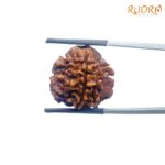 3 Mukhi Rudraksha Nepal ( 20.56 MM )