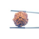 3 Mukhi Rudraksha Nepal ( 20.56 MM )