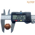 3 Mukhi Rudraksha Nepal ( 20.56 MM )