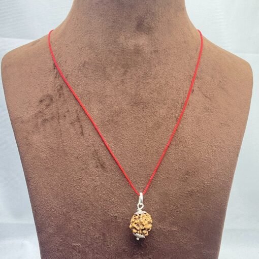 3-Mukhi-Rudraksha-Nepal-3-मुखी-रुद्राक्ष-नेपाल-15.02Mm-Mp-C.jpg