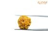 3 Mukhi Rudraksha Nepal / 3 मुखी रुद्राक्ष नेपाल (17.05Mm) 12 3-Mukhi-Rudraksha-Nepal-3-मुखी-रुद्राक्ष-नेपाल-17.05Mm-Fp-C.jpg