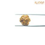 3-Mukhi-Rudraksha-Nepal-3-मुखी-रुद्राक्ष-नेपाल-17.13Mm-Bp-C.jpg