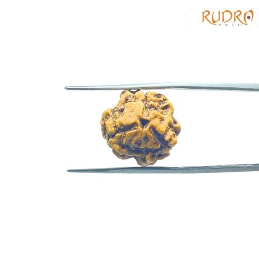 3-Mukhi-Rudraksha-Nepal-3-मुखी-रुद्राक्ष-नेपाल-17.13Mm-Fp-C.jpg