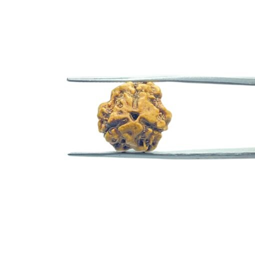 3-Mukhi-Rudraksha-Nepal-3-मुखी-रुद्राक्ष-नेपाल-17.13Mm-Mp-C.jpg
