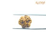 3-Mukhi-Rudraksha-Nepal-3-मुखी-रुद्राक्ष-नेपाल-17.13Mm-Rp-C.jpg
