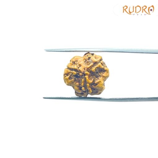 3-Mukhi-Rudraksha-Nepal-3-मुखी-रुद्राक्ष-नेपाल-17.13Mm-Rp-C.jpg