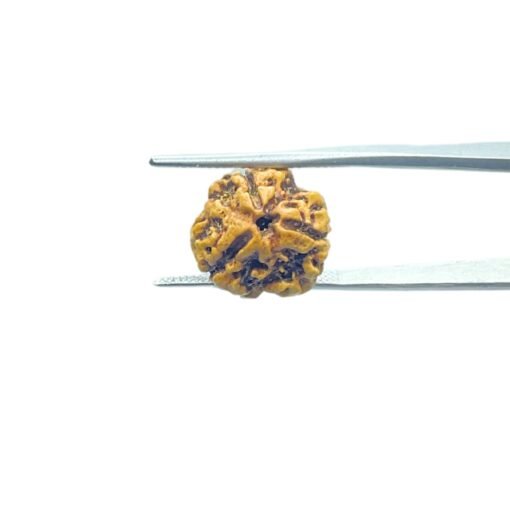 3-Mukhi-Rudraksha-Nepal-3-मुखी-रुद्राक्ष-नेपाल-17.40Mm-Mp-C.jpg