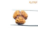 3-Mukhi-Rudraksha-Nepal-3-मुखी-रुद्राक्ष-नेपाल-17.80Mm-Rpcc.jpg