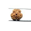 3-Mukhi-Rudraksha-Nepal-3-मुखी-रुद्राक्ष-नेपाल-17.80Mm-Mp-C.jpg