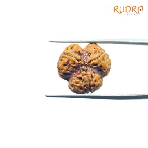 3-Mukhi-Rudraksha-Nepal-3-मुखी-रुद्राक्ष-नेपाल-17.80Mm-Rpcc.jpg