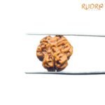 3-Mukhi-Rudraksha-Nepal-3-मुखी-रुद्राक्ष-नेपाल-19.20Mm-Fp-C.jpg