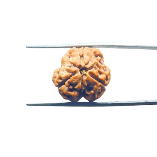 3-Mukhi-Rudraksha-Nepal-3-मुखी-रुद्राक्ष-नेपाल-19.20Mm-Mp-C.jpg