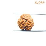 3-Mukhi-Rudraksha-Nepal-3-मुखी-रुद्राक्ष-नेपाल-19.20Mm-Rp-C.jpg
