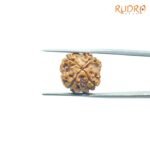 4-Mukhi-Rudraksha-Nepal-17.62-MM-FP-C.jpg