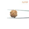 4-Mukhi-Rudraksha-Nepal-17.62-Mm-Lp-C.jpg