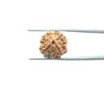 4-Mukhi-Rudraksha-Nepal-17.62-MM-MP-C.jpg