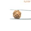 4-Mukhi-Rudraksha-Nepal-17.62-Mm-Rp-C.jpg