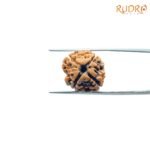 4-Mukhi-Rudraksha-Nepal-18.05Mm-Fp-C-2.Jpg