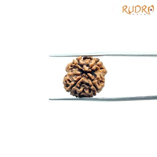4-Mukhi-Rudraksha-Nepal-18.05Mm-Fp-C.jpg
