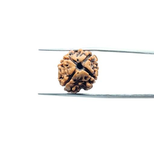 4-Mukhi-Rudraksha-Nepal-18.05Mm-Mp-C.jpg