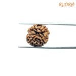 4-Mukhi-Rudraksha-Nepal-18.05Mm-Rp-C.jpg