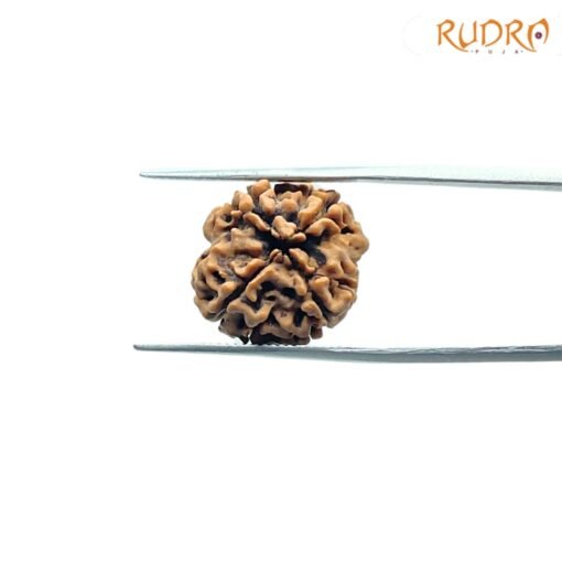 4-Mukhi-Rudraksha-Nepal-18.05Mm-Rp-C.jpg
