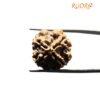 4 Mukhi Rudraksha Nepal - 18.50 Mm