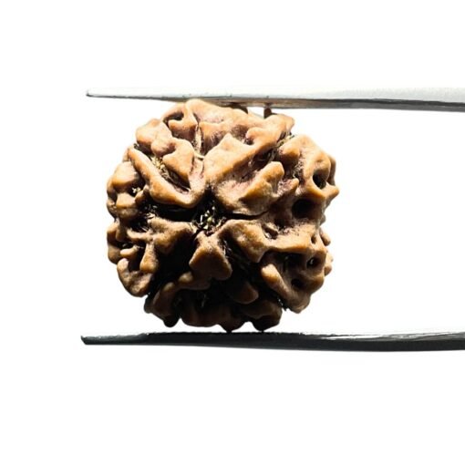 4 Mukhi Rudraksha Nepal - 18.50 Mm
