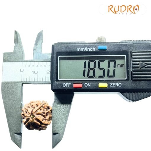 4 Mukhi Rudraksha Nepal - 18.50 Mm