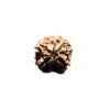 4 Mukhi Rudraksha Nepal - 18.50 Mm