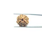 4-Mukhi-Rudraksha-Nepal-18.60-MM-MP-C.jpg