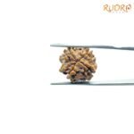 4-Mukhi-Rudraksha-Nepal-18.60-MM-RP-C.jpg