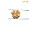 4-Mukhi-Rudraksha-Nepal-18.75-Mm-Fp-C-1.Jpg